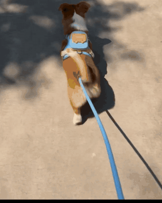 Dog walking hands-free with the Fluffly harness backpack