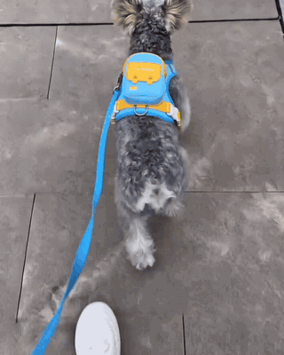 Small dog walking with harness backpack and matching leash