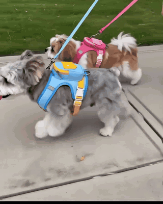 Two small dogs walking with harness backpacks